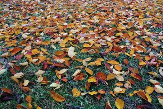 wywóz odpadów zielonych Poznań